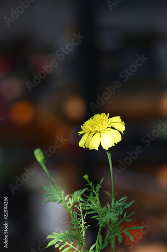 Close up of marigold flower