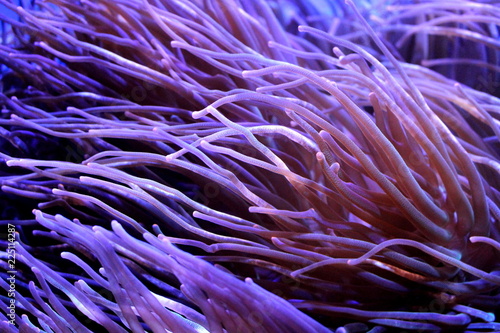 Heteractis Magnifica, Marine biology, Sea anemone in the aquarium