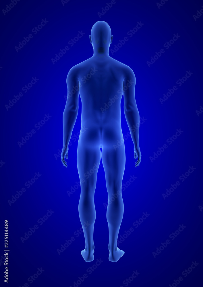 Blue Human Anatomy Body 3D Scan render on blue background - back view Blue Human Anatomy Body 3D Scan render on blue background - back view