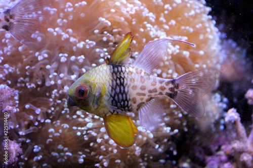 Fish : Pajama cardinalfish, Pyjama cardinalfish (Sphaeramia nematoptera)