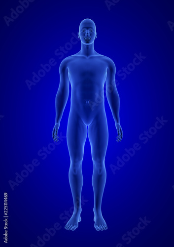 Blue Human Anatomy Body 3D Scan render on blue background