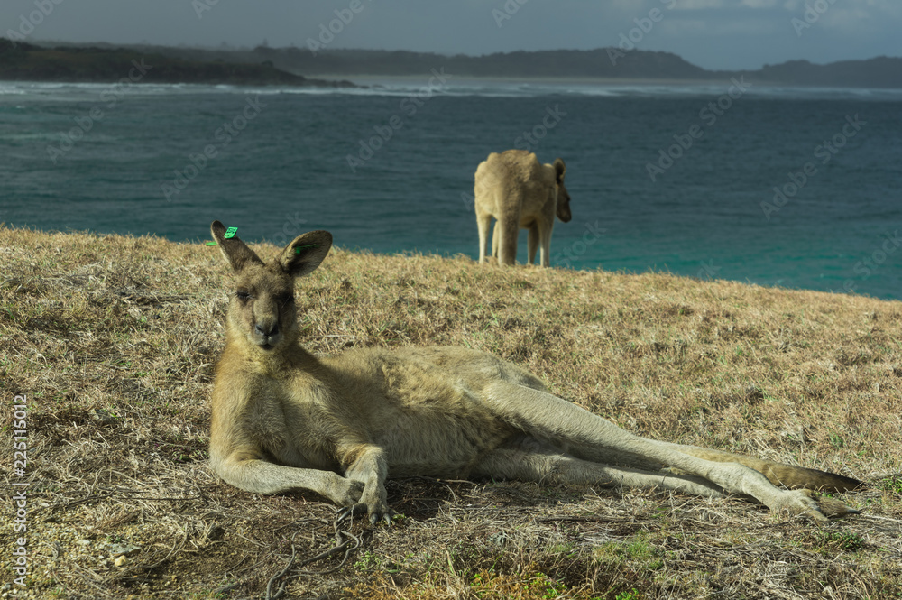 Lazy kangaroo Lazy kangaroo
