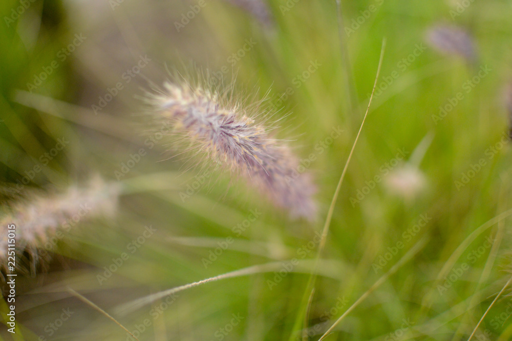 grain grass