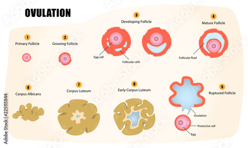 Ovulation cycle