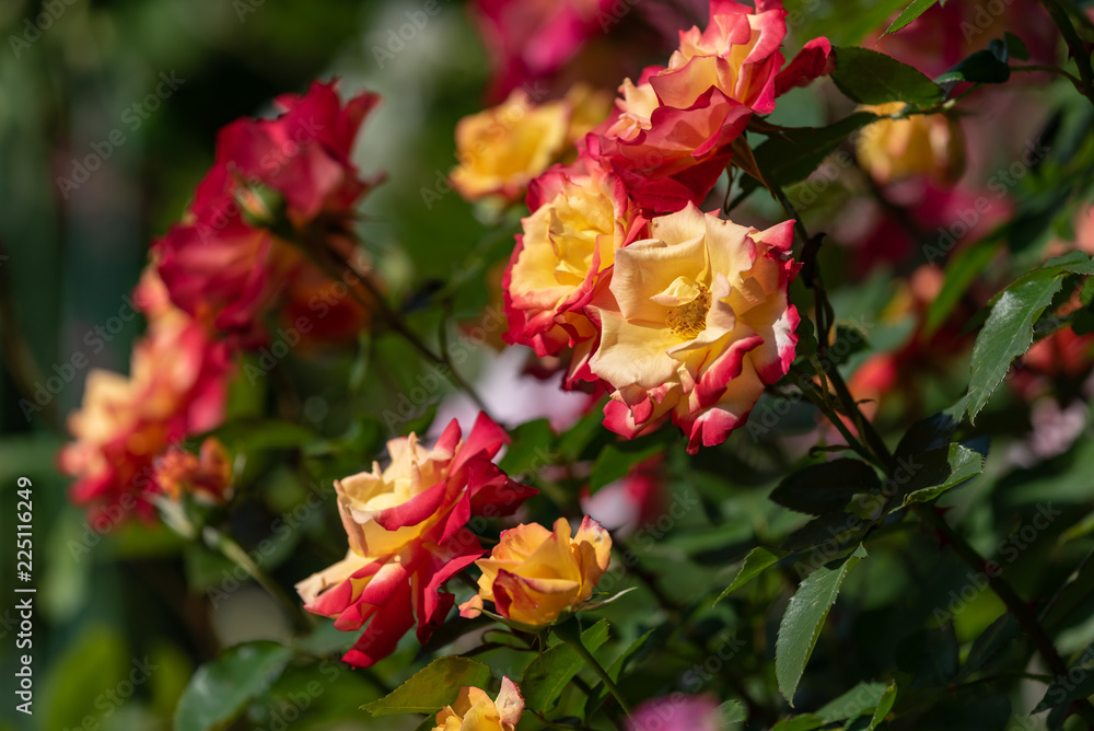 赤と黄色のバラの花 赤と黄色のバラの花