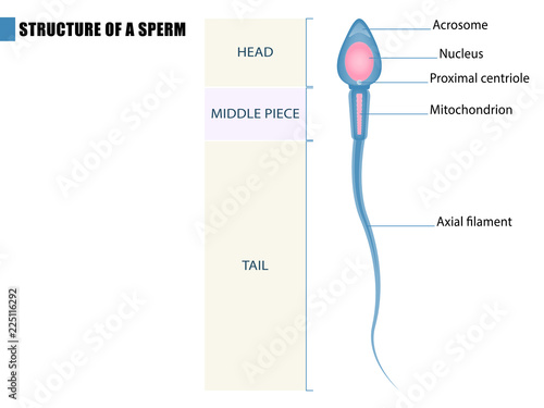 Human sperm cell anatomy structure