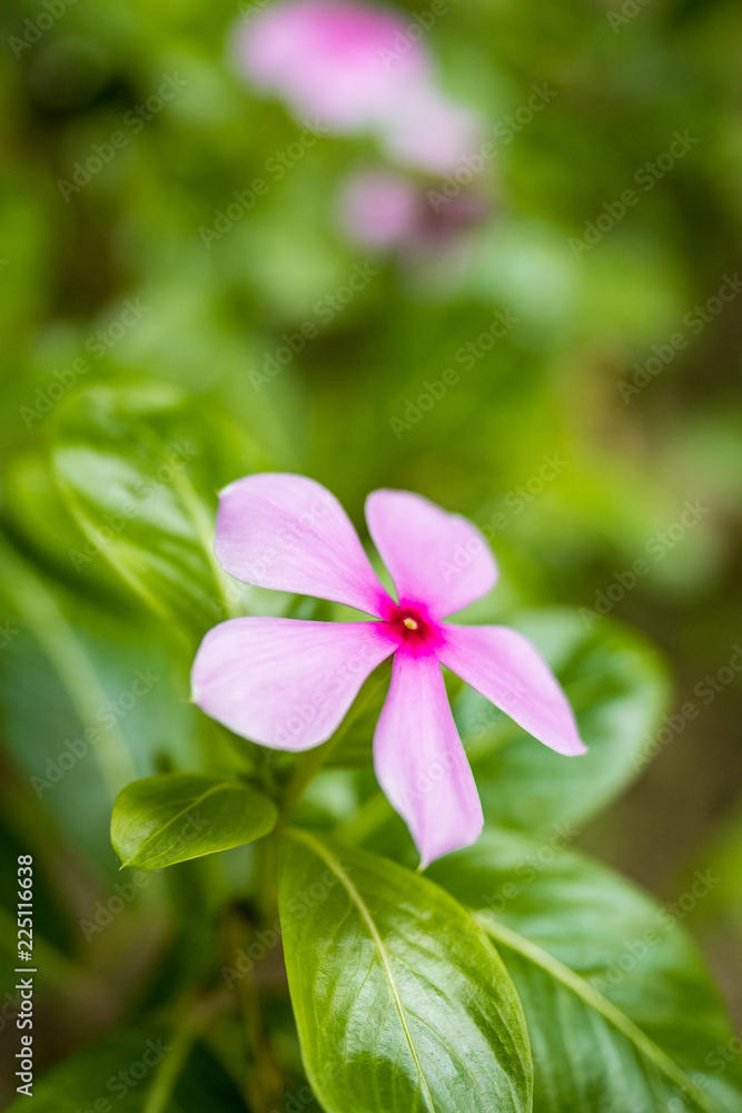 Pink Flowers With Five Petals