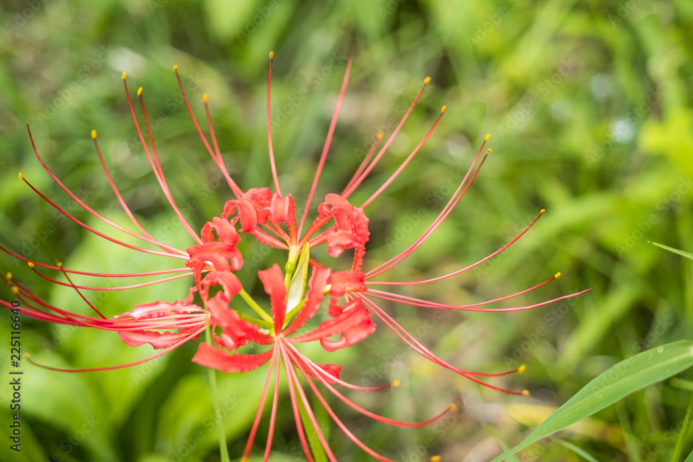 close up of blooming red honeysuckle flower with green background close up of blooming red honeysuckle flower with green background