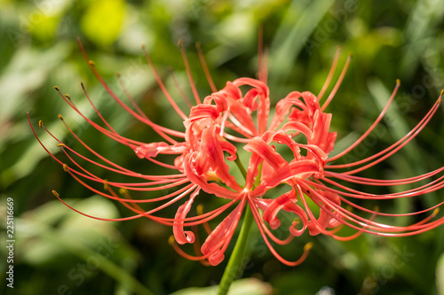 close up of blooming red honeysuckle flower with green background