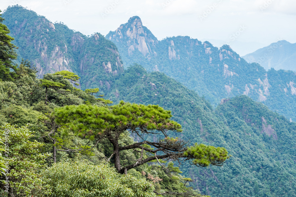 pine trees grow on forest covered valley floor covered in blue haze at mount sanqing