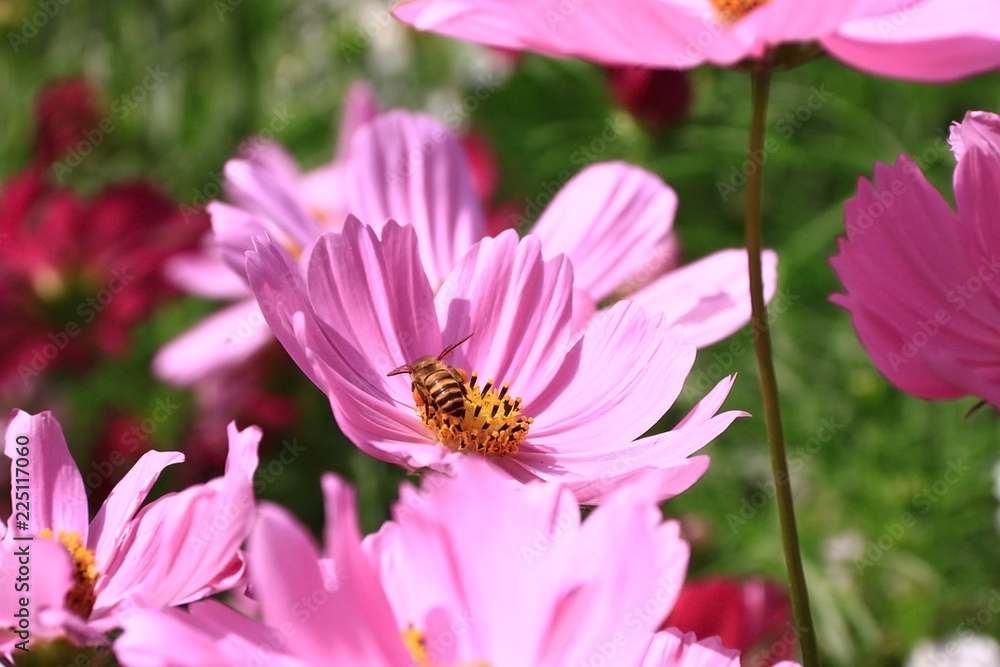 A bee collecting pollen from pink cosmos flower field, closr-up,macro. A bee collecting pollen from pink cosmos flower field, closr-up,macro.