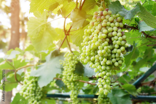 Wallpaper Mural Fresh White Wine Grapes in Vineyard Torontodigital.ca