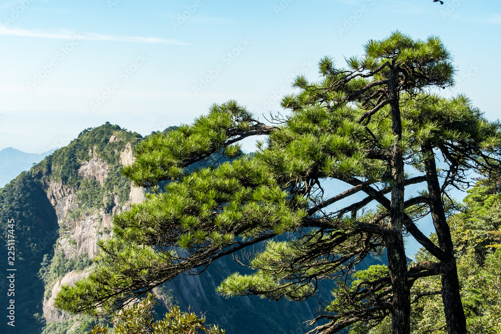 pine trees on the top of mount sanqing under the blue cloudy sky