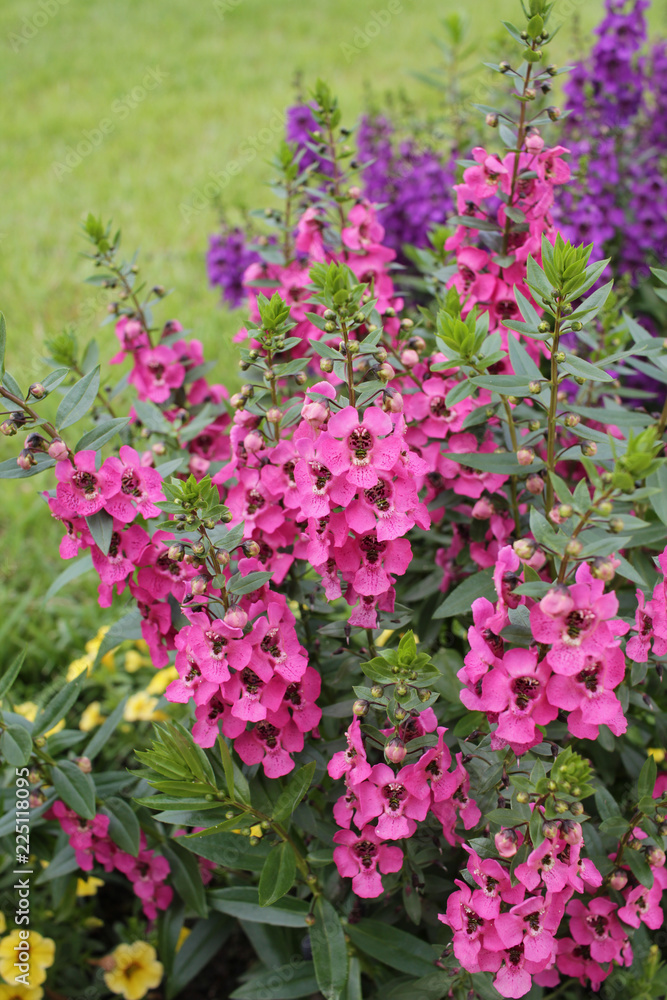 ピンクの花