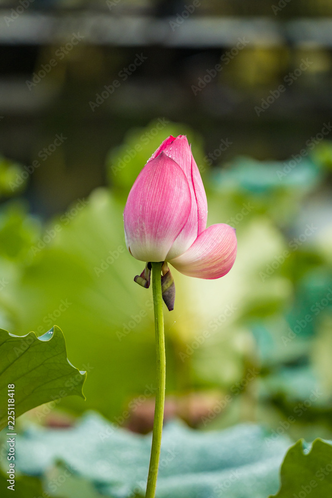 close up of single pink lotus flower bud in the pond surrounded by green lotus leaves