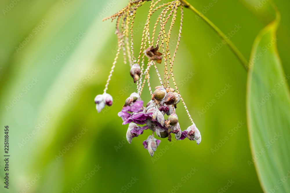 couple purple flowers hanging on the thin branch with green background couple purple flowers hanging on the thin branch with green background