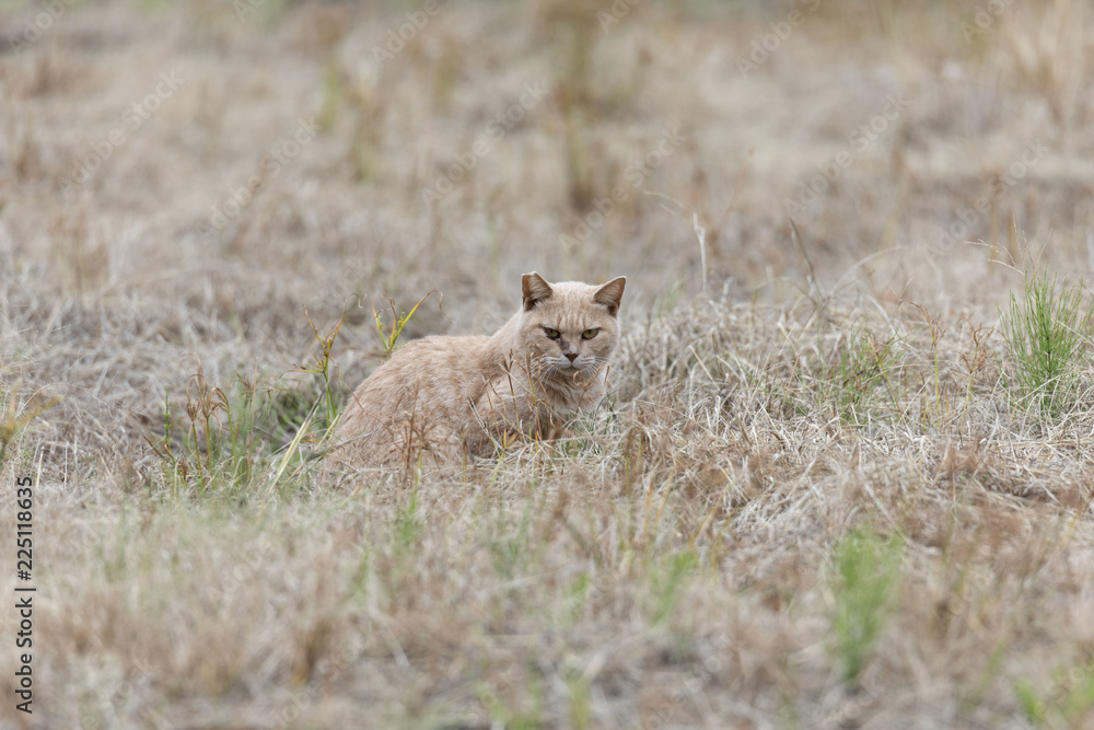 Obraz premium 草原の猫