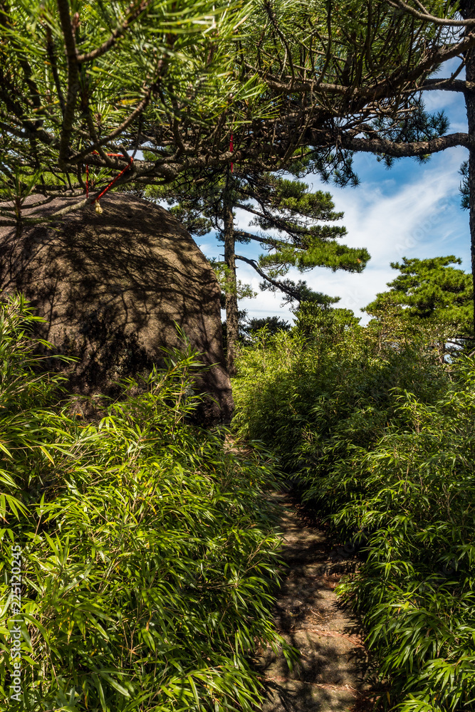 Fototapeta premium hidden path under pine tree beside giant rock and green bushes under the sun