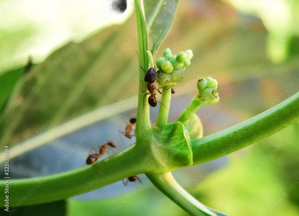 The black ants on the leaves. The black ants on the leaves.