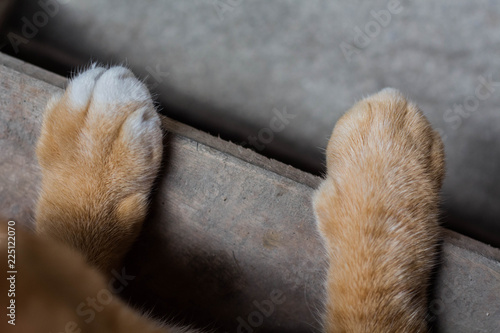 at paw of kitten orange-red on wooden.