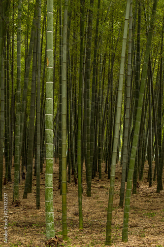 green bamboo forest inside park