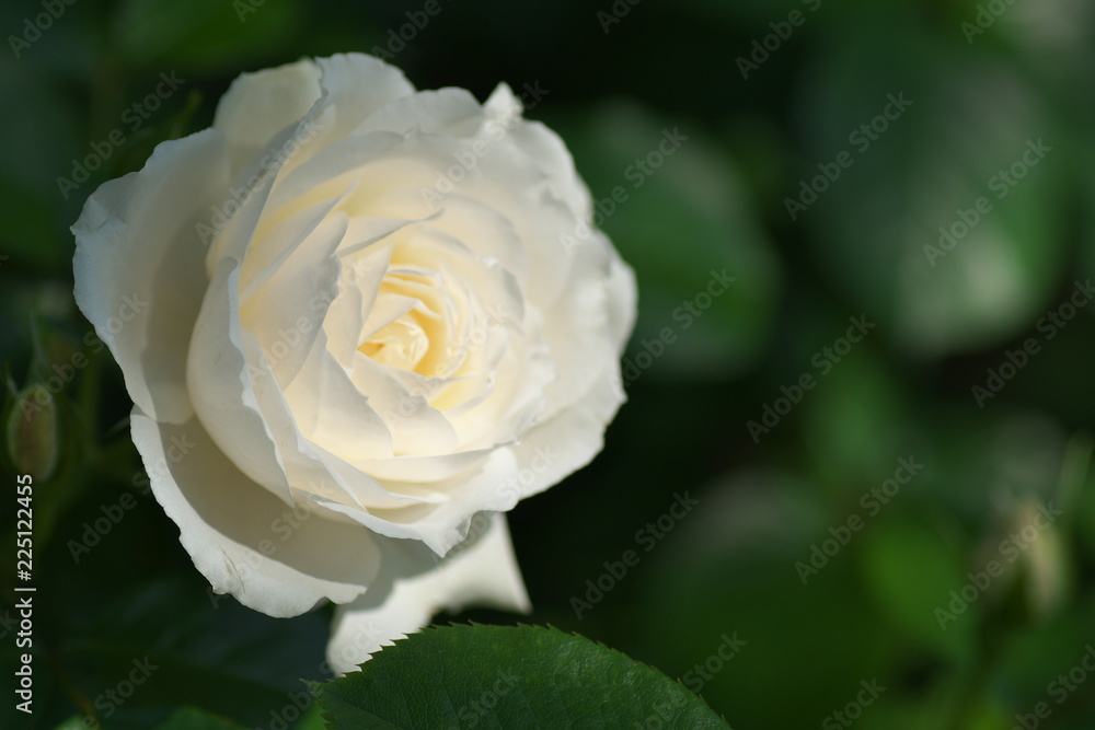 薔薇 薔薇
