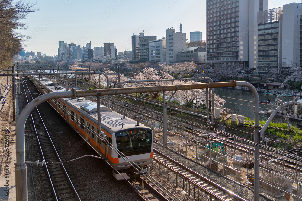 Fototapeta premium Cherry blossom around Sotobori Park, Tokyo, Japan. is a famous Cherry blossoms spot that follows along the outer moat of the JR Chuo-Line, Sobu-Line from Iidabashi station to Yotsuya station.