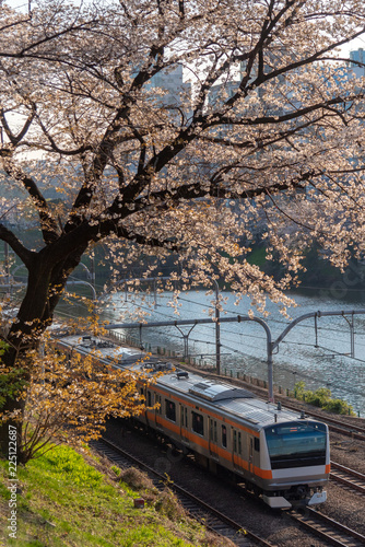 Cherry blossom around Sotobori Park, Tokyo, Japan. is a famous Cherry blossoms spot that follows along the outer moat of the JR Chuo-Line, Sobu-Line from Iidabashi station to Yotsuya station. photo