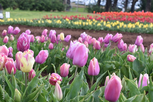 Tulips in the garden