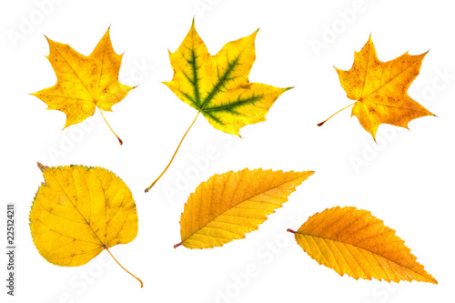 Autumn foliage, golden yellow leaves collage isolated on white background