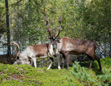 Reindeer in nature in the mountains of the Kodar Range