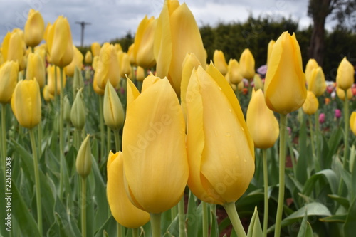 Tulips in the garden