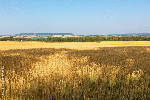 Rural area view of a cornfield in the countryside