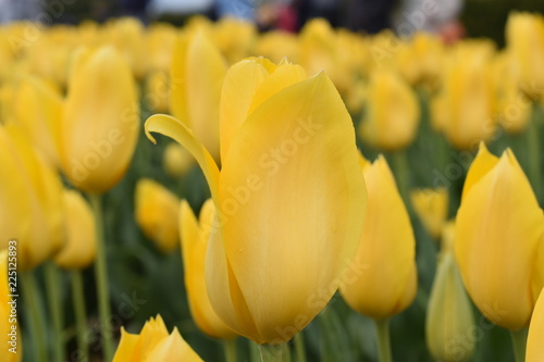 Tulips in the garden