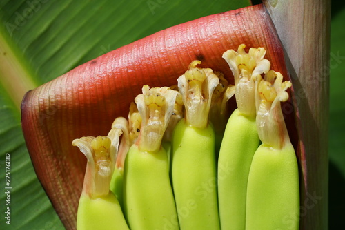 Banana blossom on babana tree. photo