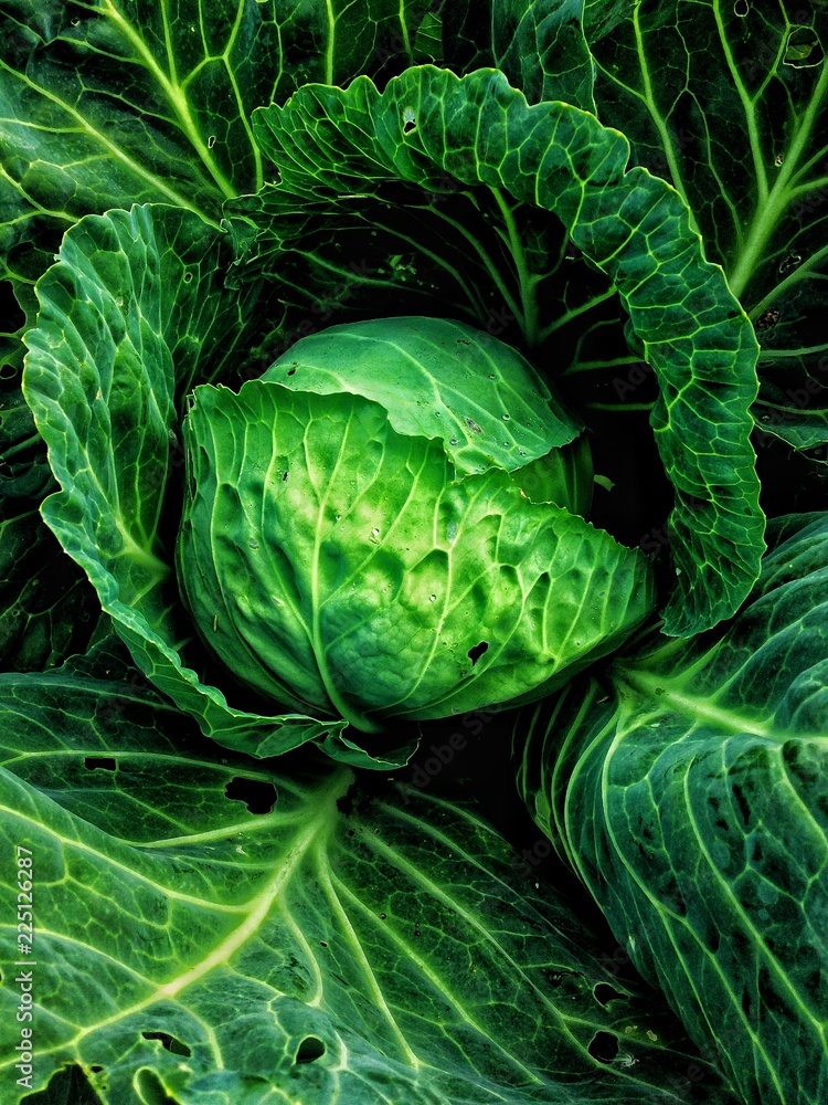 Obraz premium Green garden cabbage