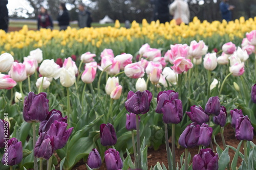 Tulips in the garden
