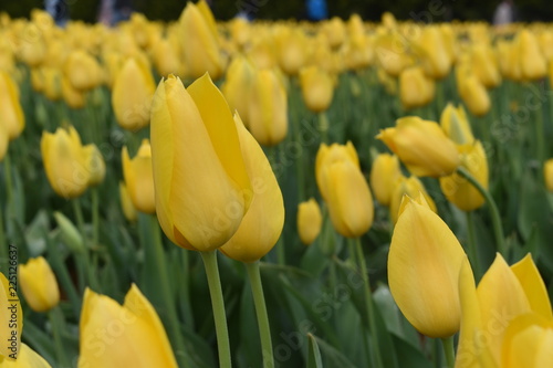 Tulips in the garden