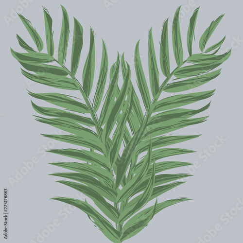 Tropical palm leaf. Hand drawn vector illustration.