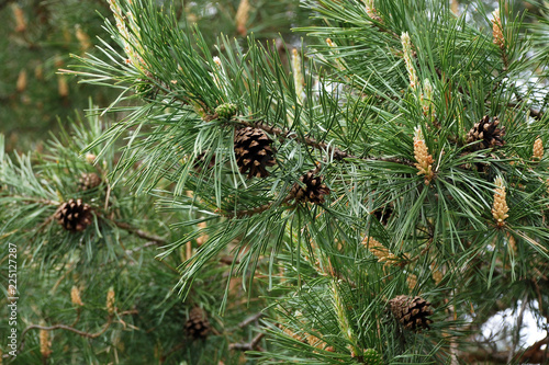 cones growing on pine