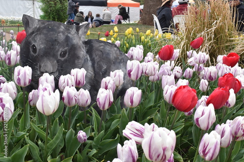 Tulips in the garden