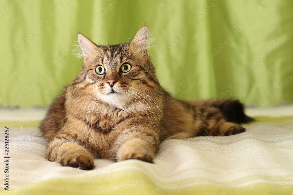 Katzen zu Hause Katzen zu Hause