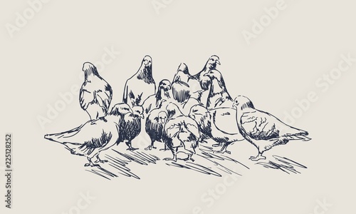 The flock of pigeons eats food on the ground