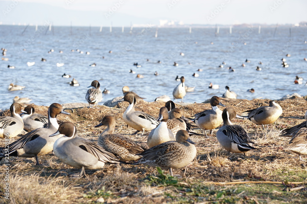 Fototapeta premium オナガカモ