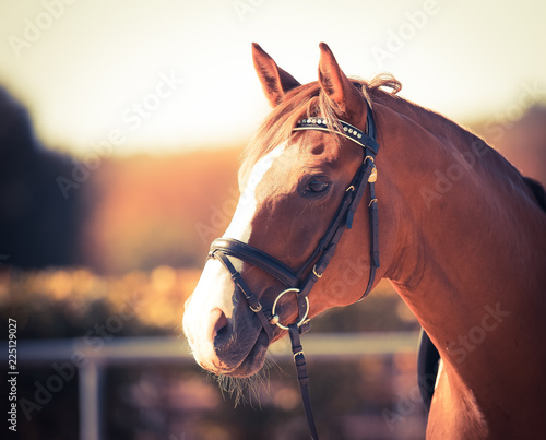 Foto Horse, Fox, with bridle in the head portraits in the evening autumn light