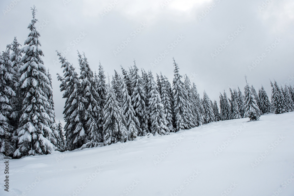 Winter forest covered with snow Winter forest covered with snow