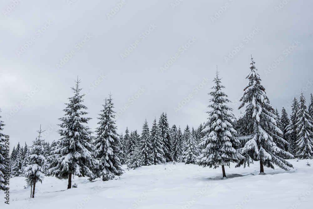 Winter pine trees, Christmas concept