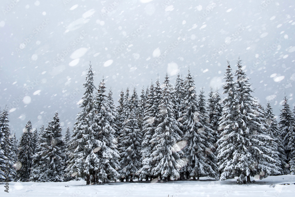 Fototapeta premium Snow fall in winter forest