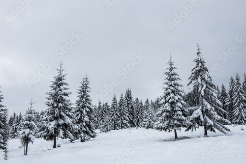Winter pine trees  Christmas concept