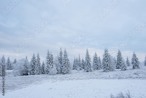 Snow covered frozen trees in the mountains © salajean
